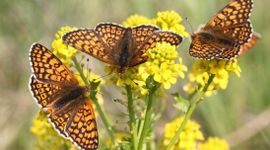 veldparelmoervlinders