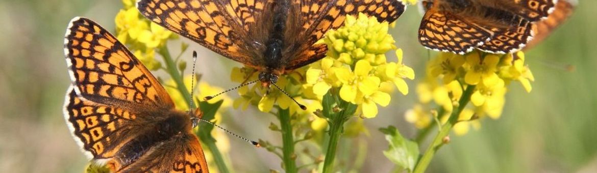 veldparelmoervlinders