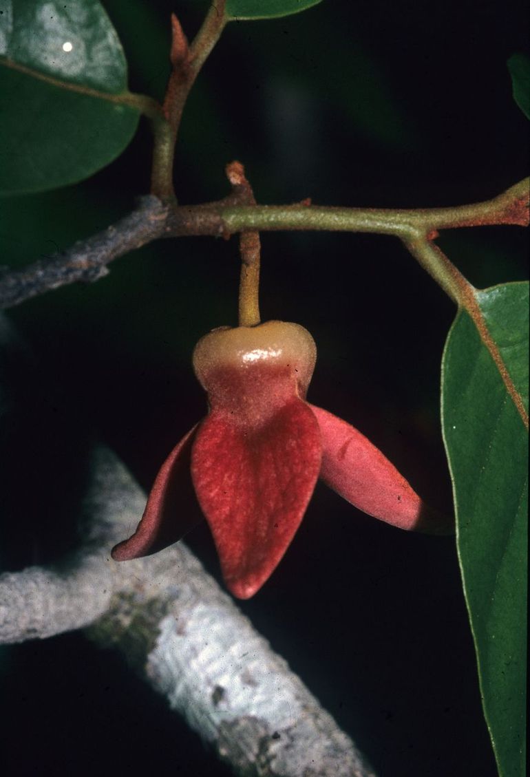 Flower of Annona haematantha