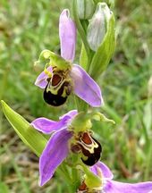 Bijenorchis