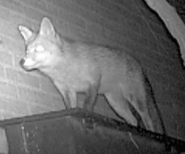 Vos in tuin op wildcamera