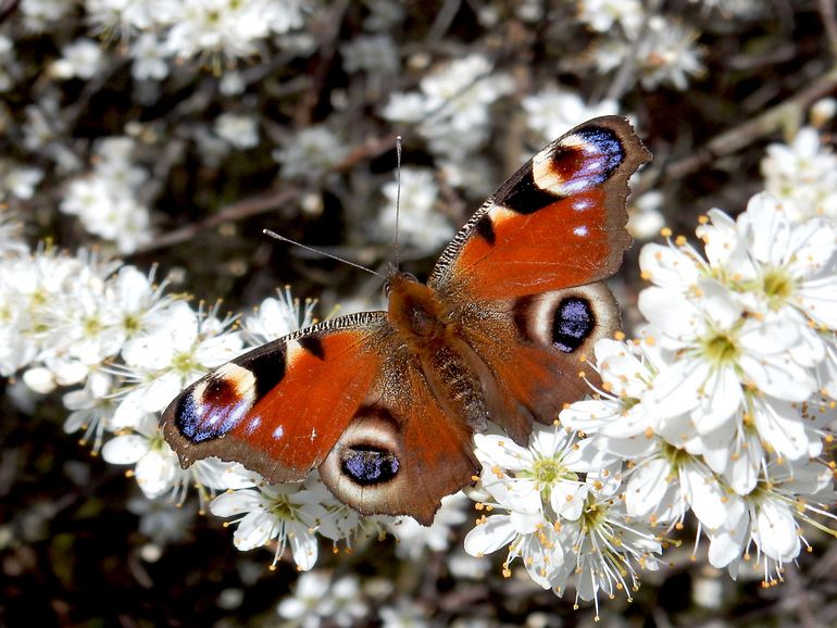 Dagpauwogen kunnen nectar drinken op de bloemetjes van de sleedoorn