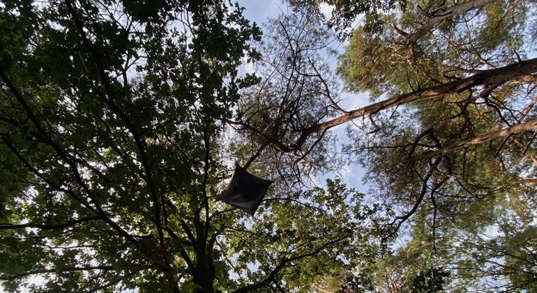 De val hoog in het kronendak, waar de insecten worden verzameld voor het onderzoek