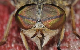 Kleine runderdaas Tabanus bromius