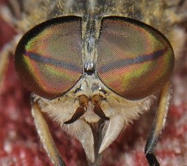 Kleine runderdaas Tabanus bromius