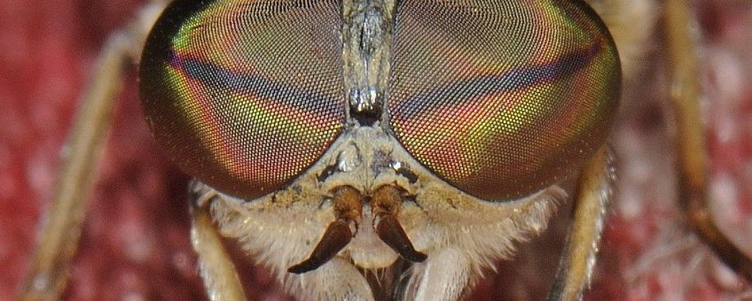Kleine runderdaas Tabanus bromius