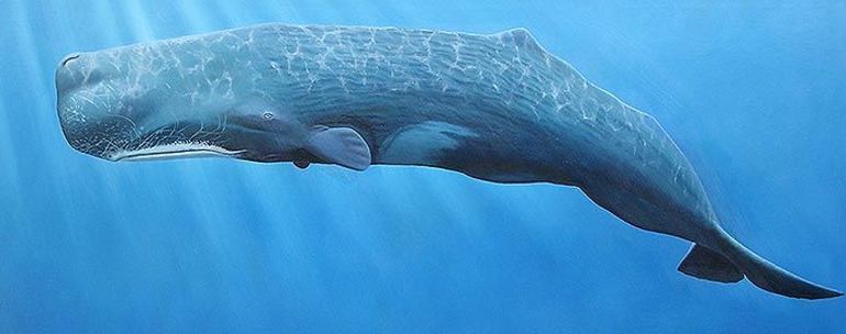 Potvissen zijn de enige walvissen die ambergrijs aanmaken