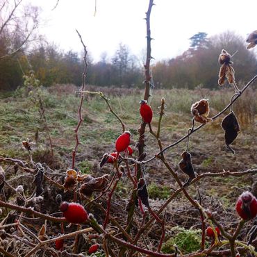 Rosehips in winter