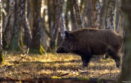 Philippe Rouzet keiler, wild zwijn, Flickr