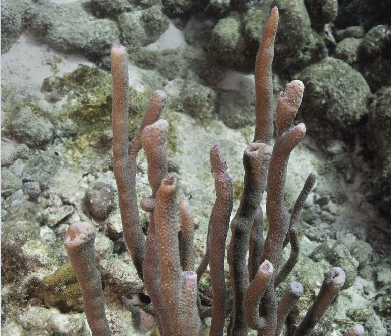 Coral branches damaged by coral cutting crabs