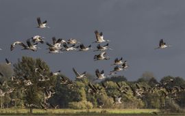 Grus grus, Kraanvogel