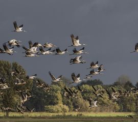 Grus grus, Kraanvogel