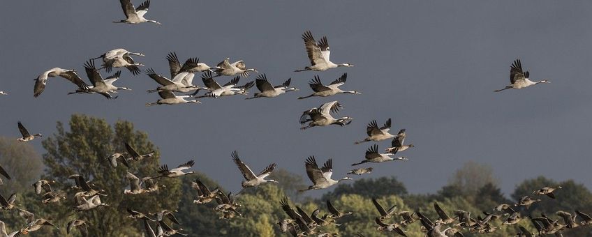 Grus grus, Kraanvogel