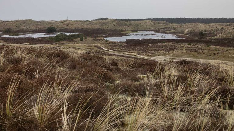 In dit deel van de Schoorlse Duinen zijn dennen weggehaald, om het open duin open te houden