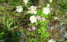 Nat schraalgrasland Koolmansdijk bij Lievelde met Parnassia en Duizendguldenkruid