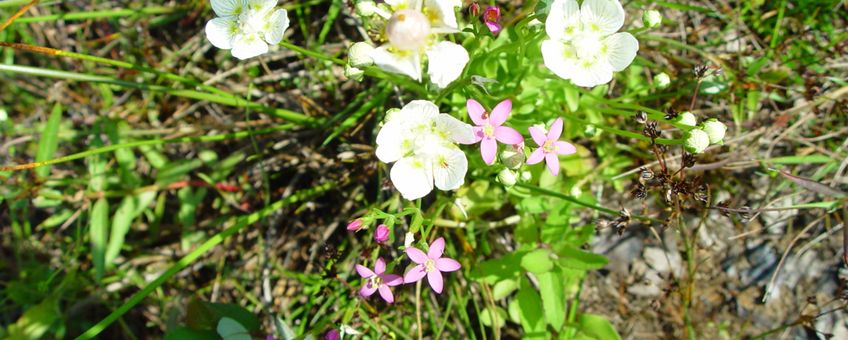 Nat schraalgrasland Koolmansdijk bij Lievelde met Parnassia en Duizendguldenkruid