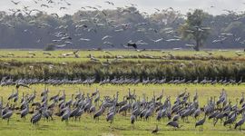 Andreas Weith via Wikimedia Commons Duizenden kraanvogels komen tijdens de najaarstrek bij elkaar in Duitsland