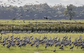 Andreas Weith via Wikimedia Commons Duizenden kraanvogels komen tijdens de najaarstrek bij elkaar in Duitsland