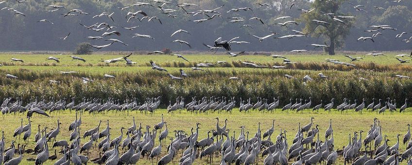 Duizenden kraanvogels komen tijdens de najaarstrek bij elkaar in Duitsland