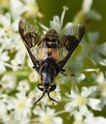 De stipgoudoogdaas (Chrysops viduatus) is een minder algemene, maar makkelijk te herkennen daas