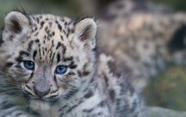 Edwin Giesbers, WWF, Naturepi.com sneeuwpanterwelpje lead gespiegeld