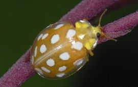 Ab H. Baas, Saxifraga meeldauwlieveheersbeestje