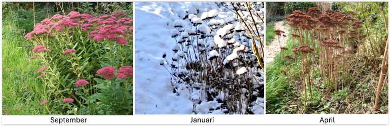 De hemelsleutel blijft de hele winter staan. Het is een goede overwinteringsplek voor allerlei insecten, ook als eitje, larve, rups of pop