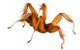 Naturalis Biodiversity Ceter De vleermuisvlieg (Trichobius yunkeri)