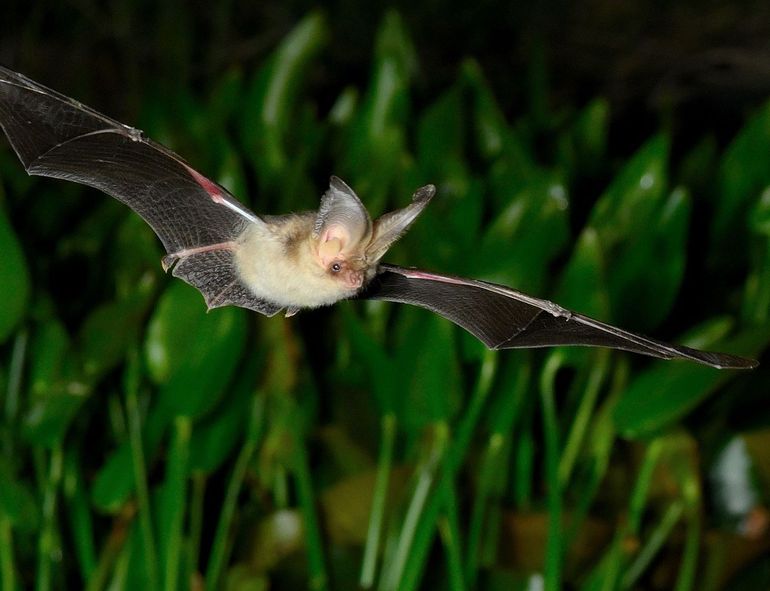 De gewone grootoorvleermuis jaagt met echolocatie, op gehoor én op zicht