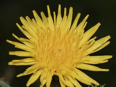 De akkermelkdistel heeft tot vijf centimeter grote bloemhoofdjes