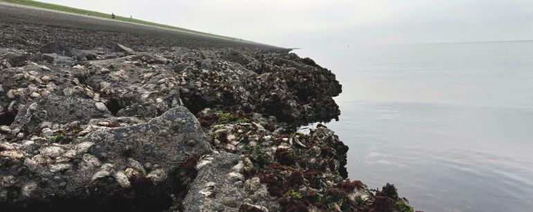 Oevers langs havenkanaal van Zierikzee (november 2023). Een groot deel van de oesters en oevers ter hoogte van de laagwaterlijn is dik begroeid met roodwier