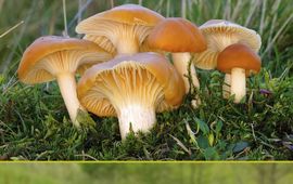 Geert de Vries Omslag van Deel 2 van de Ecologische Atlas van Paddenstoelen in Drenthe