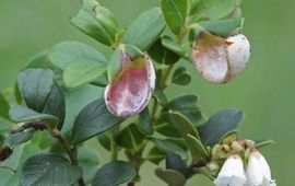 M.W.Boomsluiter Exobasidium vaccinii
Vossebesbladgast
M.W.Boomsluiter