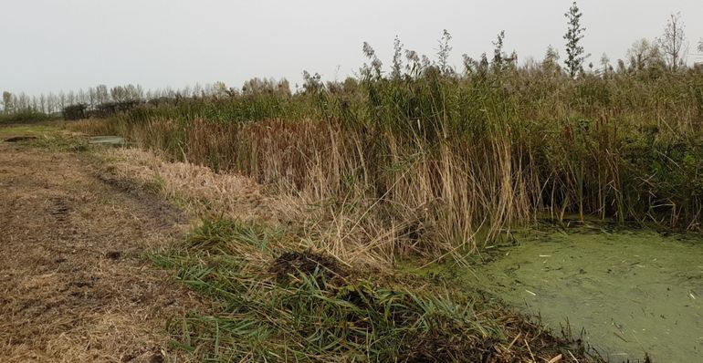 Voorbeeld van gefaseerd schonen, een stuk van de sloot is ongemoeid gelaten terwijl vooraan en achteraan op de foto de watergang geschoond is