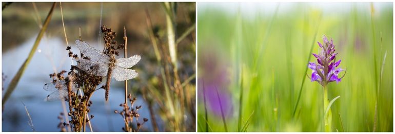 Links: dauw op libel; rechts: orchidee