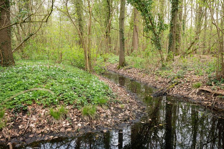 Met bosanemoon begroeide bosbodem in Het Groene Woud. De greppels tussen de met bomen begroeide stroken vormen het leefgebied voor het oranje-blauw zwemmend geraamte