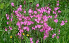 Silene dioica. Dagkoekoeksbloem