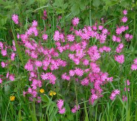 Silene dioica. Dagkoekoeksbloem
