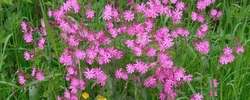 Silene dioica. Dagkoekoeksbloem