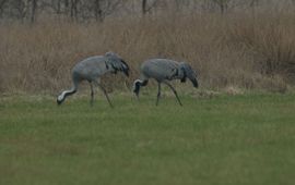 Kraanvogels fouragerend aan rand Fochteloerveen, WetlandWacht Vogelbescherming Nederland