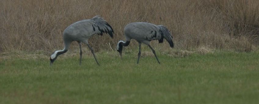 Kraanvogels fouragerend aan rand Fochteloerveen, WetlandWacht Vogelbescherming Nederland