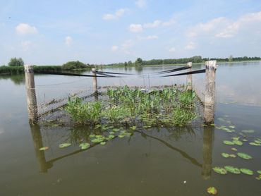 Binnen de omheining overleeft de vegetatie wel