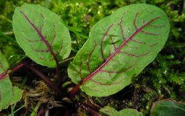 Rumex sanguineus, Bloedzuring