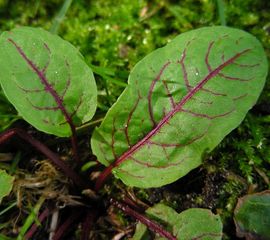 Rumex sanguineus, Bloedzuring