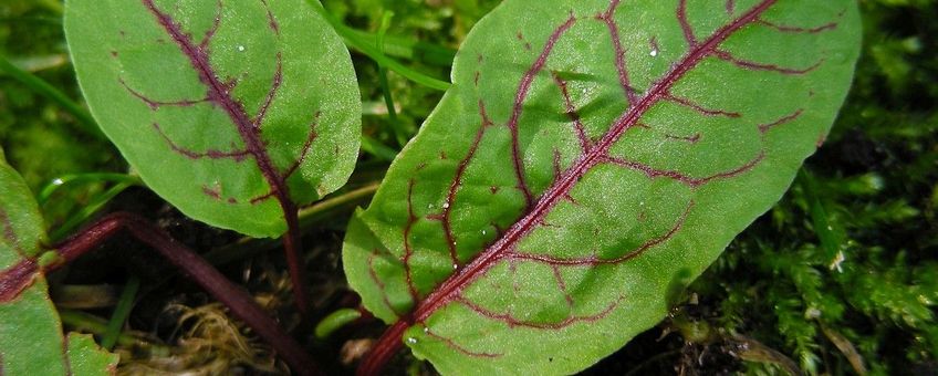 Rumex sanguineus, Bloedzuring