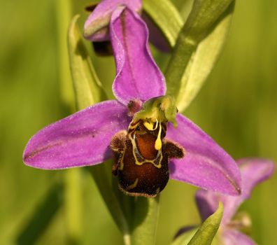 Bijenorchis is één van de weinige orchideeën die het relatief goed doet in Nederland, maar wordt helaas nog veel te vaak gestroopt