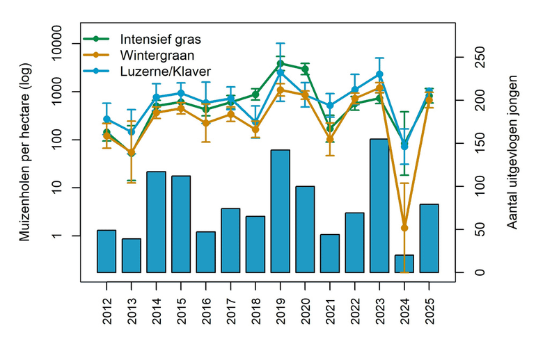 Het gemiddelde aantal muizenholletjes per hectare in de drie meest voorkomende gewassen in Oost-Groningen (y-as, logschaal) en het aantal uitgevlogen jonge grauwe kiekendieven in Nederland in de jaren 2012 tot en met 2025