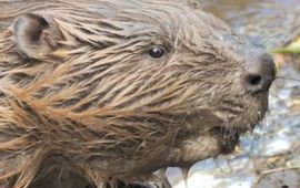 Rollin Verlinde Bever uitsnede