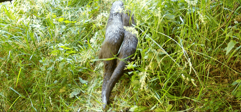 Vrouwtjesotter met jong waargenomen via wildcamera in Meijendel