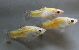 David Bierback, IGB Clonal mollies